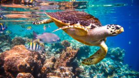 Escape to Egypt’s Red Sea Jewel: Marsa Alam